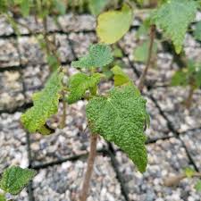 Image result for Obetia