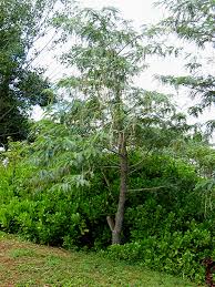 Image result for Craibia grandiflora