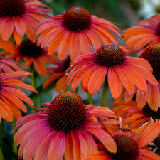 You can find the flower farm in sayangan, atok, benguet approximately 1.5 hours away from baguio city. Echinacea Orange You Awesome Cpbraf Pp32105 Walters Gardens Inc