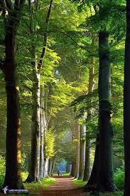 40 Fascinating Photographs Of Forest Paths To Another World Bored Art Beautiful Tree Beautiful Landscapes Nature Photography