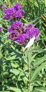 Image result for Vernonia fastigiata