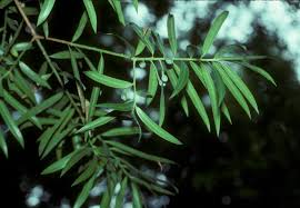 Image result for Podocarpaceae