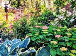 With the right planning, hostas (hosta spp.) and hydrangeas (hydrangea spp.) are perfect measure the square footage of the area in front of your foundation or in your border to ensure that you have. Hosta And Hydrangea In A Mixed Border Hosta And Hydrangeas Plants Hydrangea