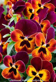 Pin By Zsuzsa Szabad On Flowers Pansies Flowers Beautiful Flowers Flower Care