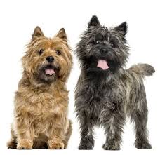 A terrier poodle mix is a dog that has one parent that is a poodle and the other parent is a breed from the terrier group. Cairn Terrier A Toto Ly Awesome Dog Breed