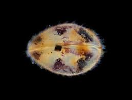 Pin On Freshwater Aquarium Shrimps