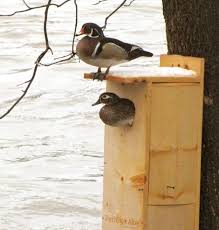 Plans for constructing a single or double wood duck house. Birdhouse And Nest Box Plans For Several Bird Species The Birders Report