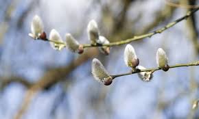 Image result for Goat Willow