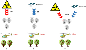 Po box 932, rapid city, sd 57709. Sterile Insect Technique And Wolbachia Symbiosis As Potential Tools For The Control Of The Invasive Species Drosophila Suzukii Springerlink