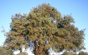 Image result for Boscia albitrunca