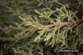 Image result for Cupressus macrocarpa