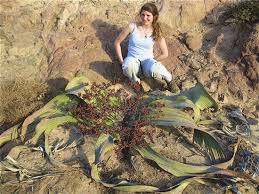 Image result for Cucumis kalahariensis