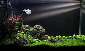Anda bisa memanfaatkan lahan kosong di depan teras rumah. 22 Cara Membuat Aquarium Ikan Cupang Sederhana Dan Tipsnya