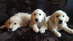 They are raised with pygmy goats in 10 acres of ground to run and play in. View Ad Golden Pyrenees Litter Of Puppies For Sale Near Arkansas Boles Usa Adn 70549