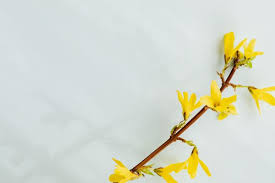 Forsythia Easter Tree In 2020 Easter Tree Easter Backgrounds Easter Photos