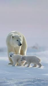 What Color Is A Polar Bear Black Polar Bear Snow Animals Cute Baby Animals