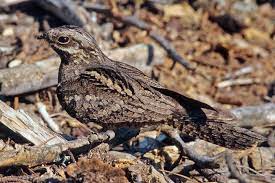 Die balz kann man im mai in den abendstunden beobachten. Vogelwarte Ch Ziegenmelker