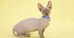 6 Strange Breeds of Hairless Cats | Featured Creature
