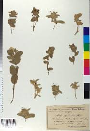 Image result for Stachys aculeolata