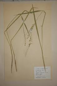 Image result for Oryza barthii