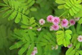 Image result for Acacia abyssinica