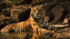 Image result for tiger