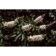 Image result for Aeschynomene bullockii