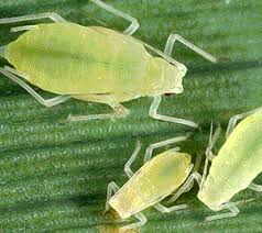 Tomato leaf spray or to make tomato leaf spray, simply chop one or two cups of tomato leaves and soak them in two cups. Top 3 Autumn Garden Pests Jim S Mowing Nz
