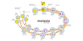 Here are ten science quiz questions all … Meiosis Quiz Questions For Biology Proprofs Quiz