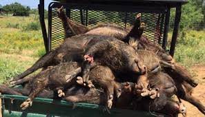 Located near pearsall, tx this 4,500 acre ranch is bordered by the leon river. Texas Hog Hunting 100 Free Range Prone Outfitters