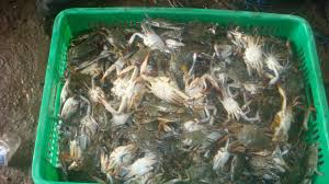 So, wajar jika harga rajungan cukup tinggi. Lindungi Stok Di Alam Kkp Atur Penangkapan Kepiting Dan Rajungan Kkp News