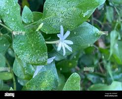 Image result for Jasminum fluminense