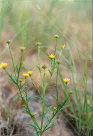 Image result for Calostephane divaricata