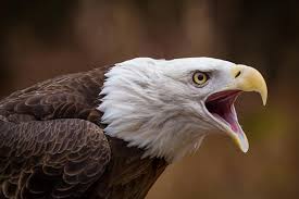 Are you sure you want to view these tweets? Bald Eagle The Peregrine Fund