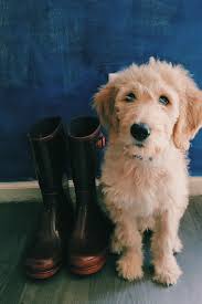 Goldilocks goldendoodles has goldendoodle puppies for sale in texas. 11 Week Old F1 Goldendoodle Puppy Doodle Hund Hunde