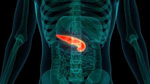 Image result for pancreas)