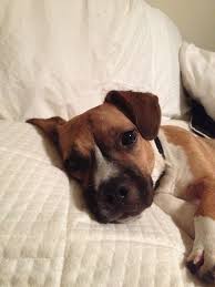 Maybe you would like to learn more about one of these? Boxer Corgi Mix This Is Willie Out Rescue Dog From Georgia Dog Mixes Cute Animals Rescue Dogs