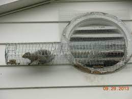We did not find results for: How To Catch A Squirrel From The Attic Nuisance Animal Removal