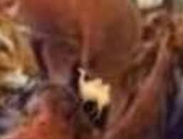 Camels can be found in al kharid, ardougne zoo and the bedabin camp. Aviator Anil Chopra On Twitter Find The Camel In This Photo If You Cannot Find It Then Admit You Are Getting Old