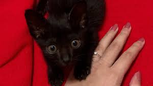 Context sentences for layanan in english. Topic Hewan Change Org