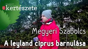 (növ., cupressus tourn.), a tobzosak róla elnevezett családjának (cupressinee) örökzöld fája v. Leyland Ciprus Betegsegei Leyland Ciprus Barnulasa Youtube