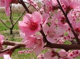 Cherry Blossom Peach Blossom Flower Peach Blossoms Cherry Blossom