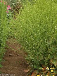 Image result for Cuscuta abyssinica