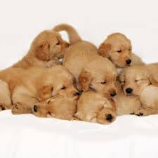 Estrogens are responsible for regulating the female reproductive system. Breeding From Your Dog Bishops Stortford Vets