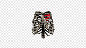 A complete lung collapse is called pneumothorax. Rib Cage Skeleton Thorax Heart Rib Cage Heart Experiment Cage Png Pngwing
