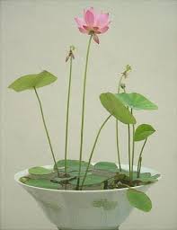 Lotus Seeds Plants Hydroponic Plants Planting Flowers