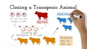 Transgenic organisms are organisms whose genetic material has been changed by the addition of foreign genes. 13 Best Transgenic Organisms Ideas Molecular Biology Animals Glofish