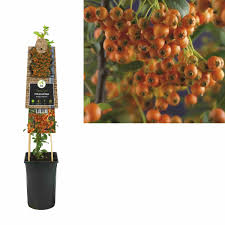 Image result for Pyracantha coccinea golden charmer