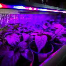 Check spelling or type a new query. Hid Vs Led Grow Lights Which Is The Best Hydroponics Wholesale