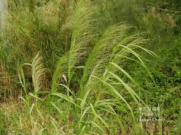 Image result for Phragmites karka